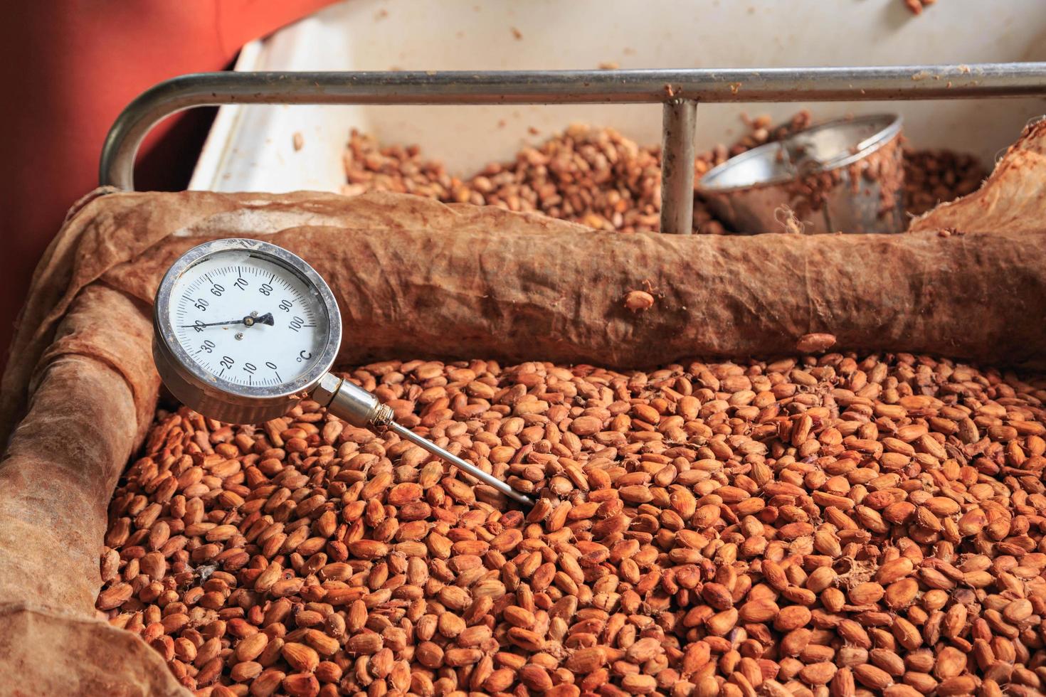 mesurer la température des fèves de cacao fermentées. photo