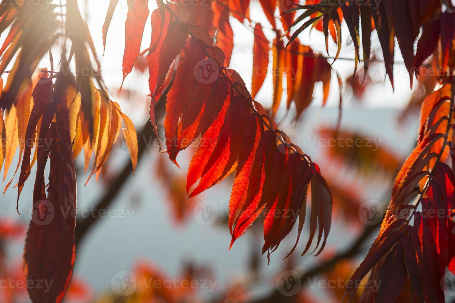 belles feuilles d'automne rouges photo
