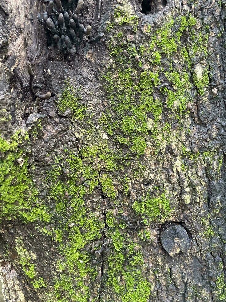 le rare champignon croissance sur pourri bois avec mousse, magnifique Naturel arrière-plan, pourri bois arbre avec certains mos et foncé champignon photo