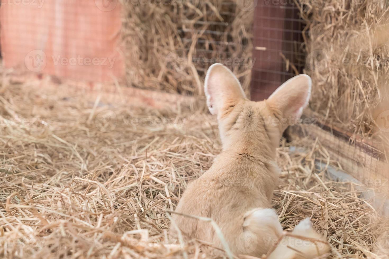 renard fennec ou renard du désert photo