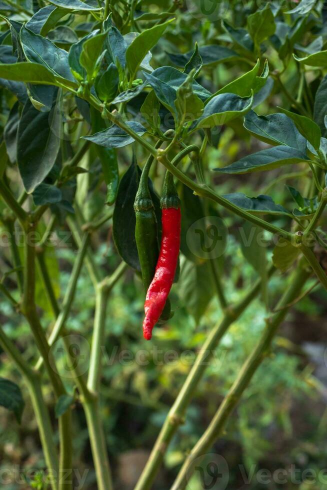 Frais produire le Chili poivre et fleur photo