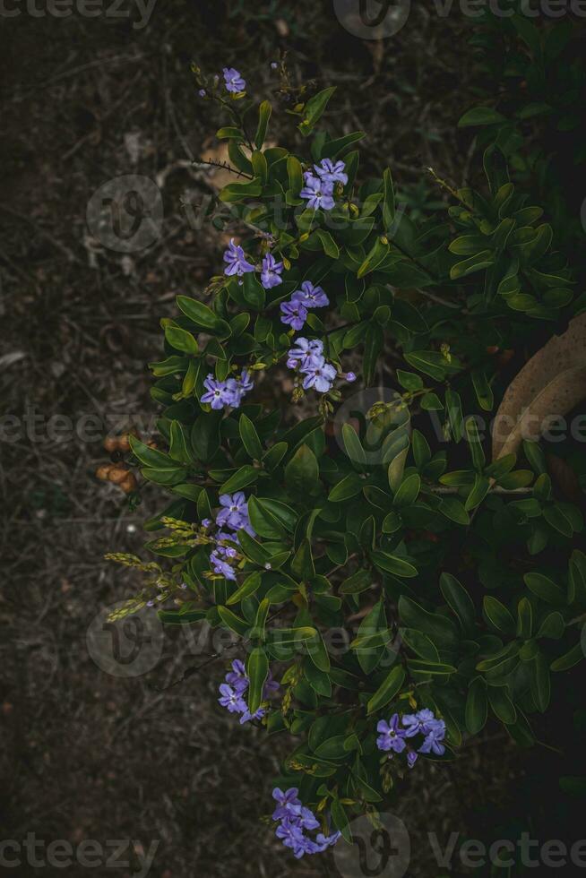 belles fleurs violettes dans le jardin photo