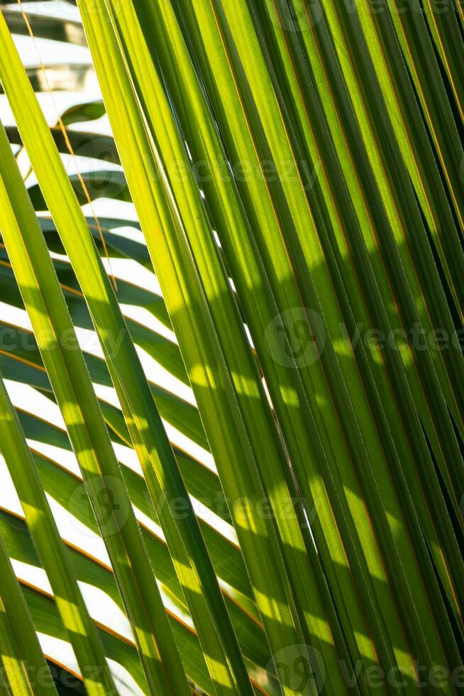 fond de texture de feuille de palmier vert photo