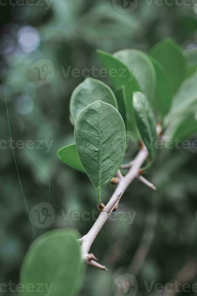 vert feuilles dans le jardin, Inde photo