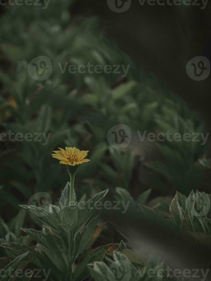 émergente Jaune fleur par feuilles. photo