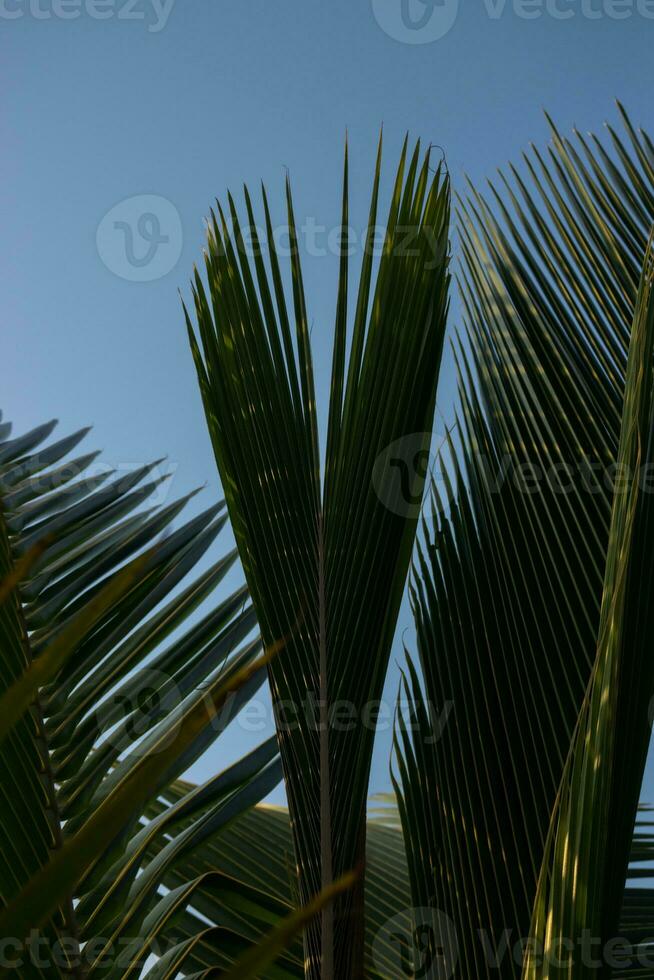 paume feuilles contre le bleu ciel. photo