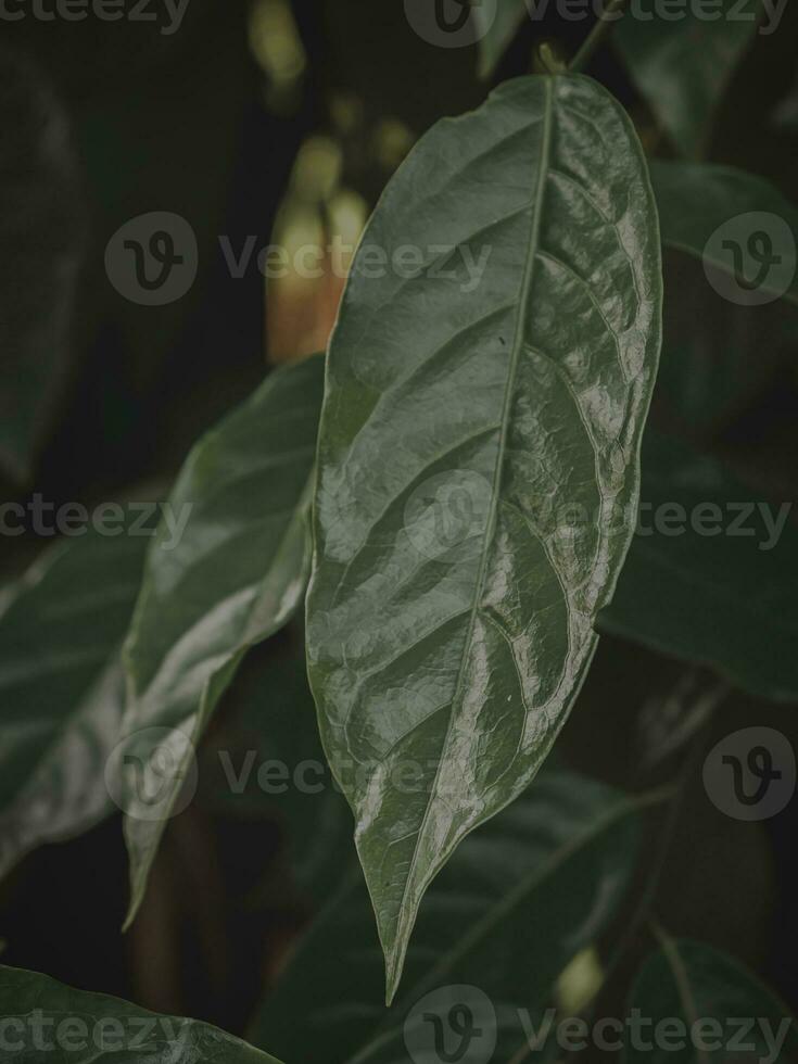 isolé fermer de une brillant feuille. photo