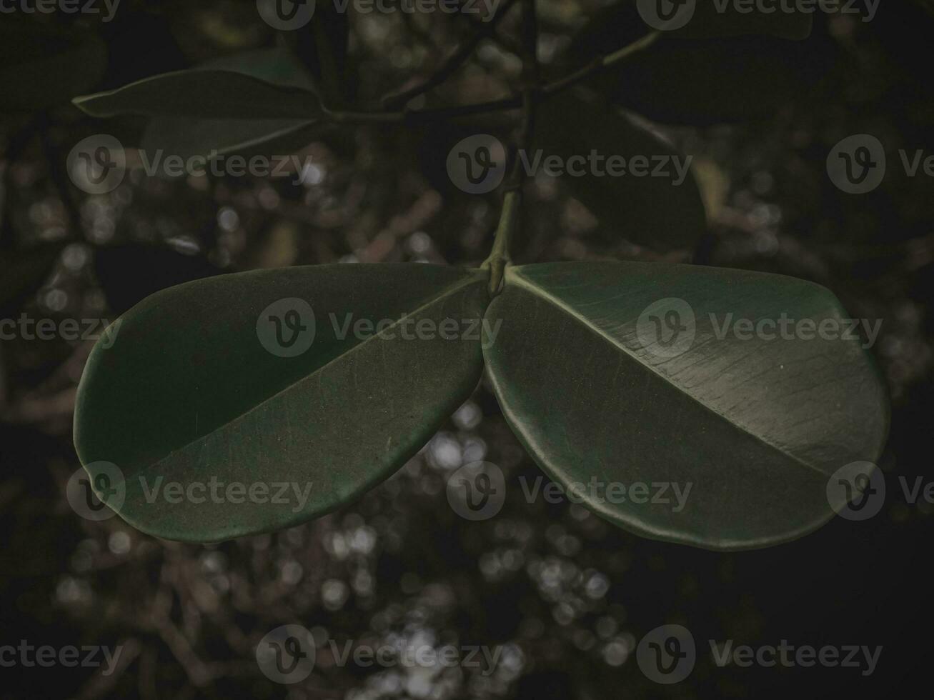 paire de ovale feuilles avec de mauvaise humeur effet. photo