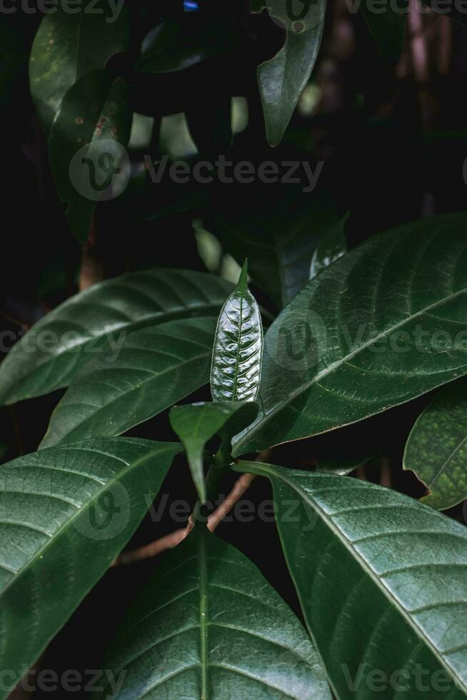 feuilles vertes dans la forêt tropicale photo