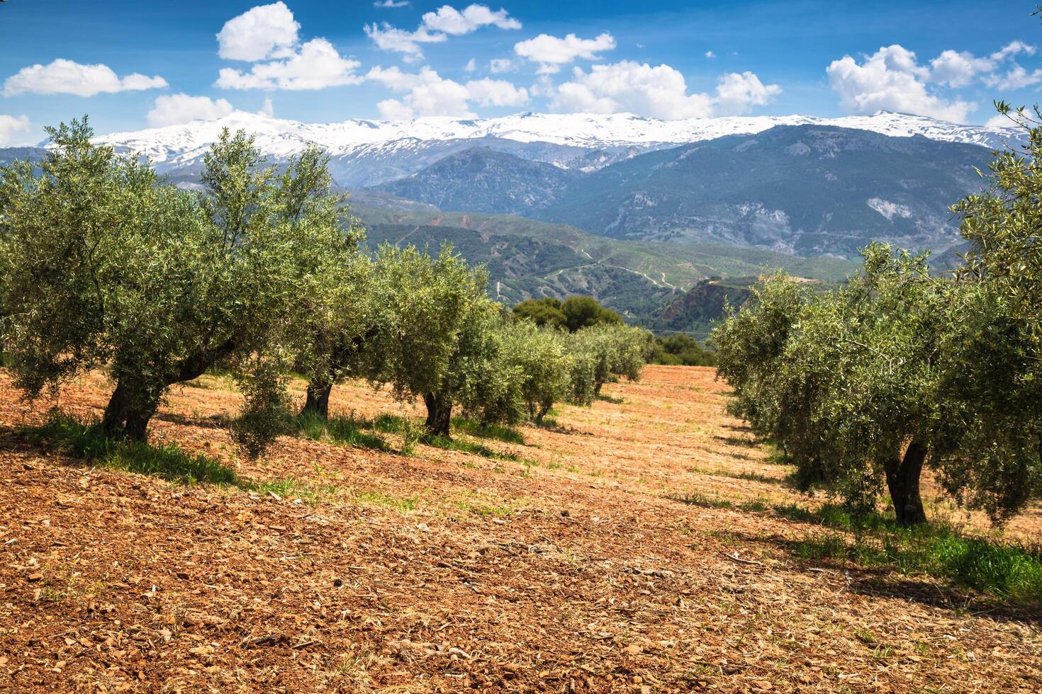 Belle vallée avec de vieux oliviers à Grenade, Espagne photo