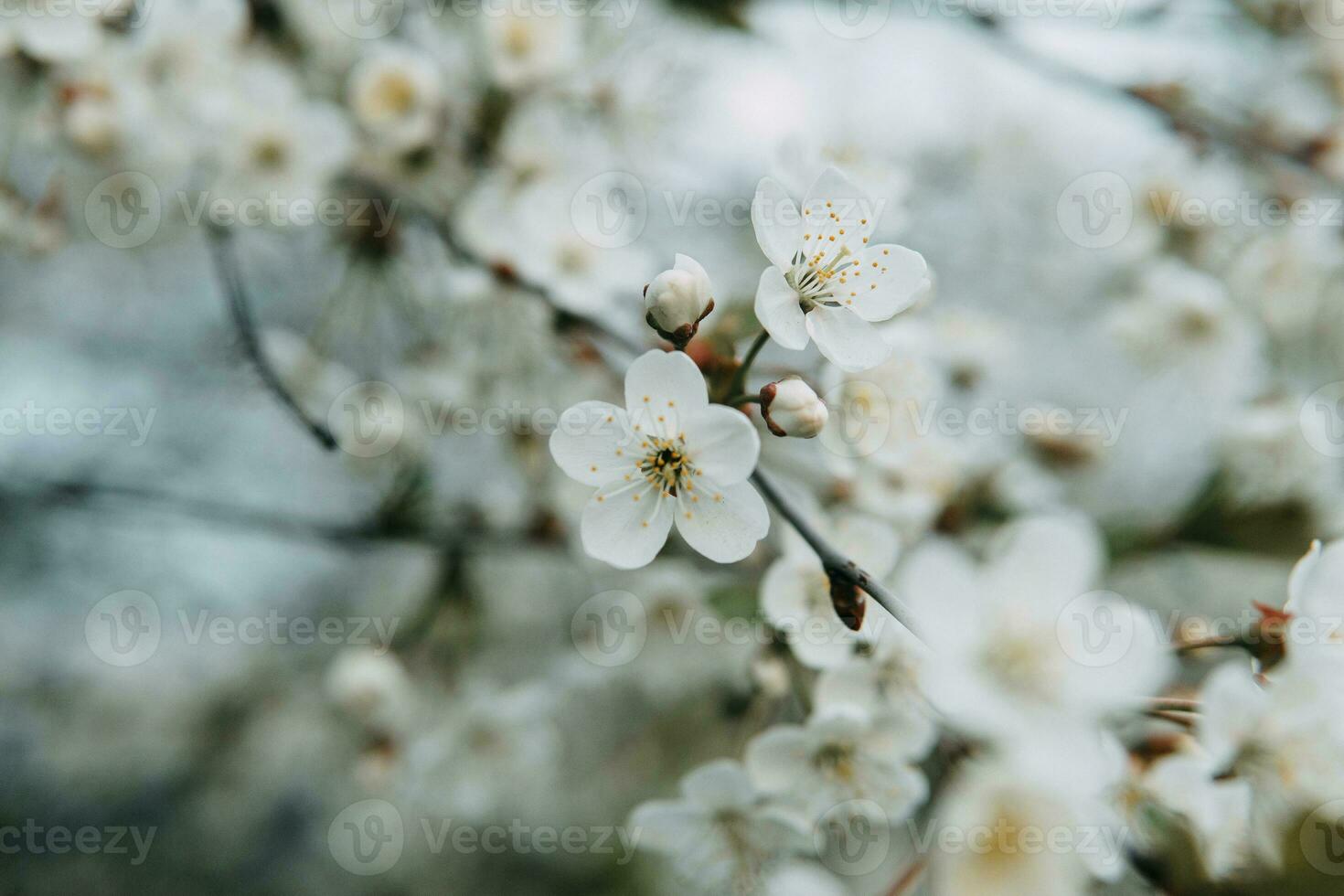 épanouissement Cerise branches avec blanc fleurs fermer, Contexte de printemps la nature. macro image de végétation, fermer avec profondeur de champ. photo