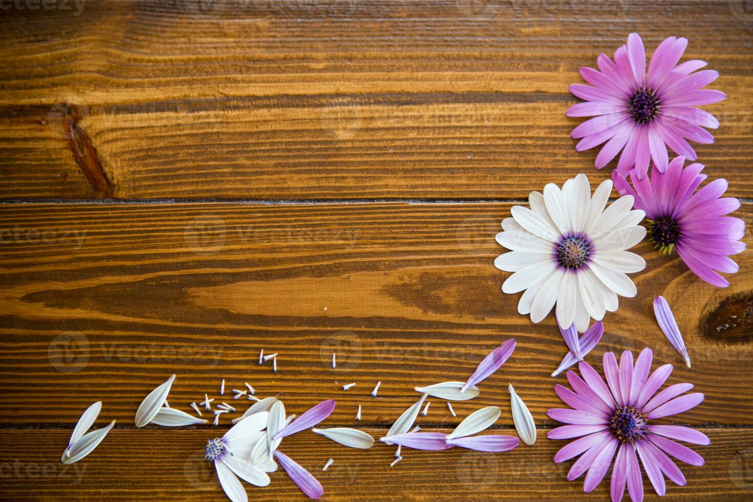 magnifique blanc et violet ostéospermum fleurs sur une en bois photo