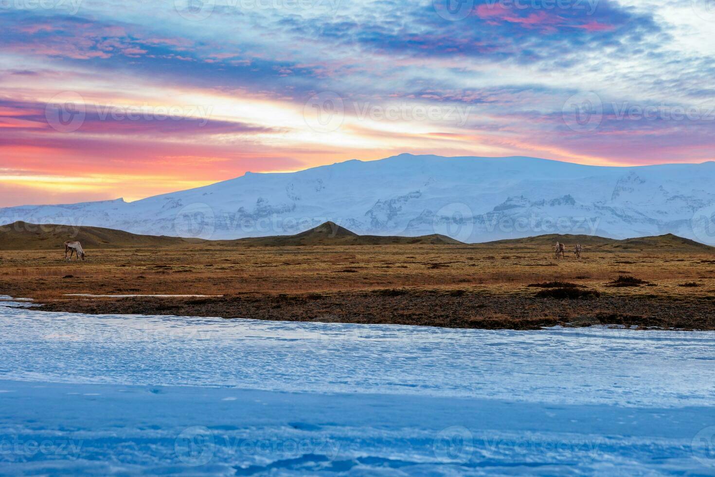 scandinave des champs avec mignonne les élans, majestueux animaux vivant Extérieur dans islandais campagne avec rose ciel. faune dans glacial glacé nordique paysages et paysage, Naturel parc faune. photo