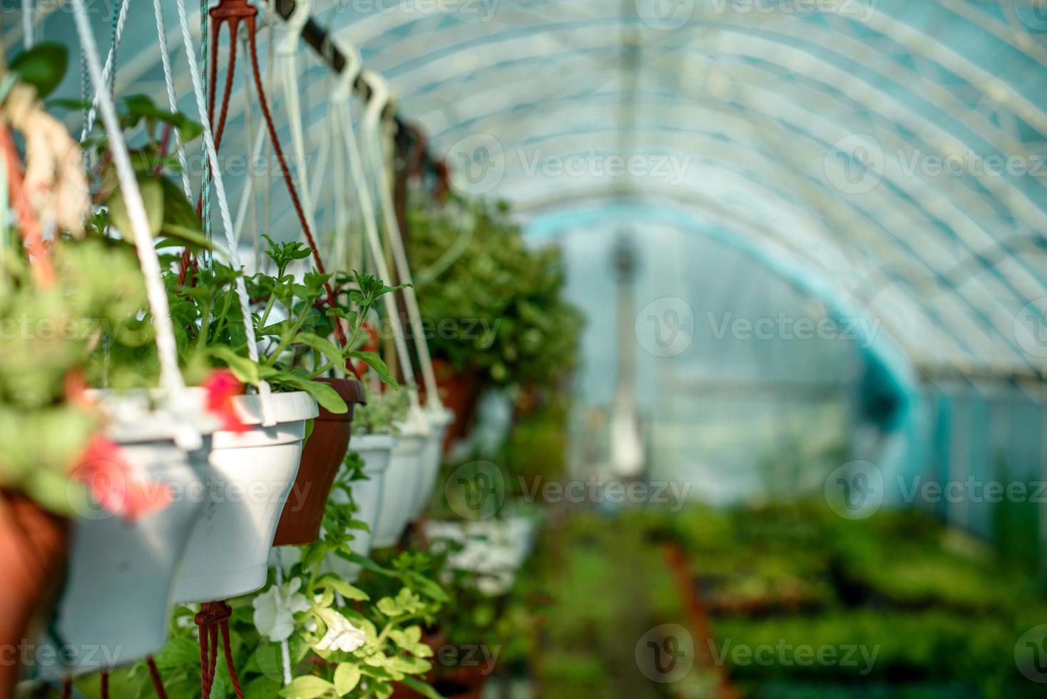 une petite serre pour faire pousser des plantes, des buissons et des fleurs photo