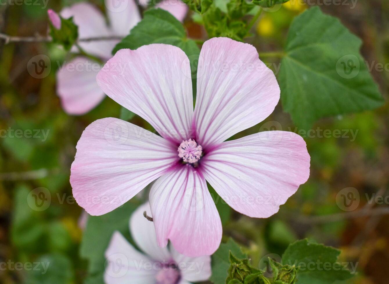 lavatera trimestris magnifique fleur photo