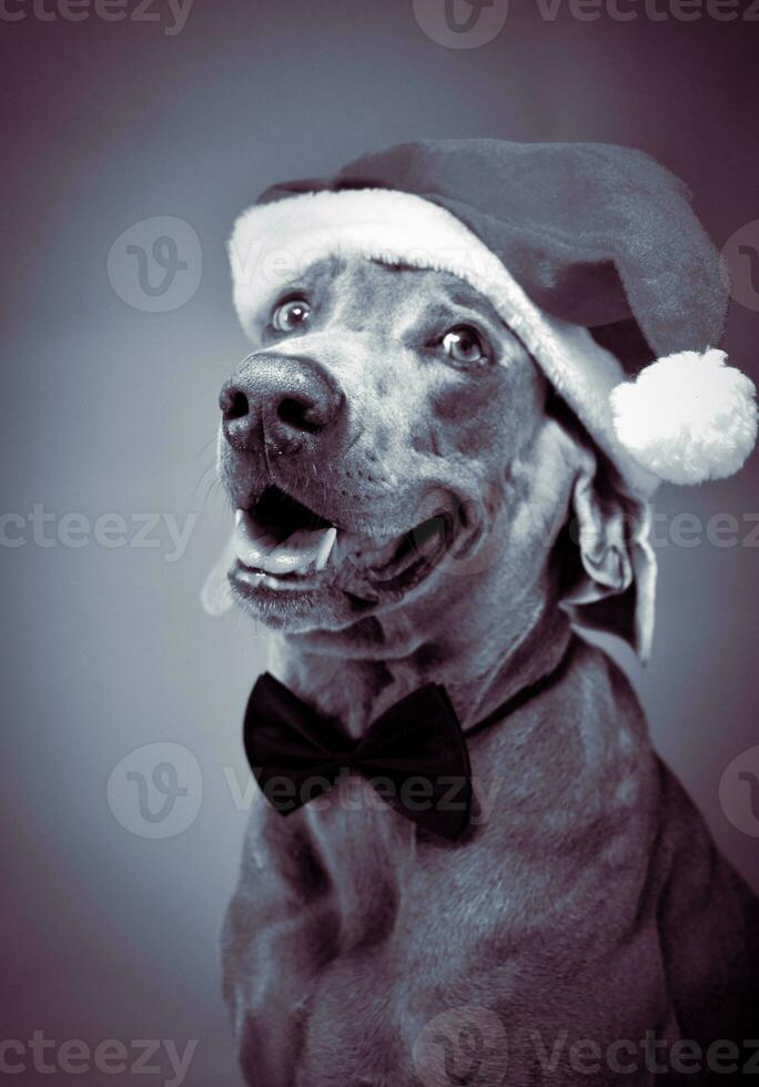 Noël chien portrait photo