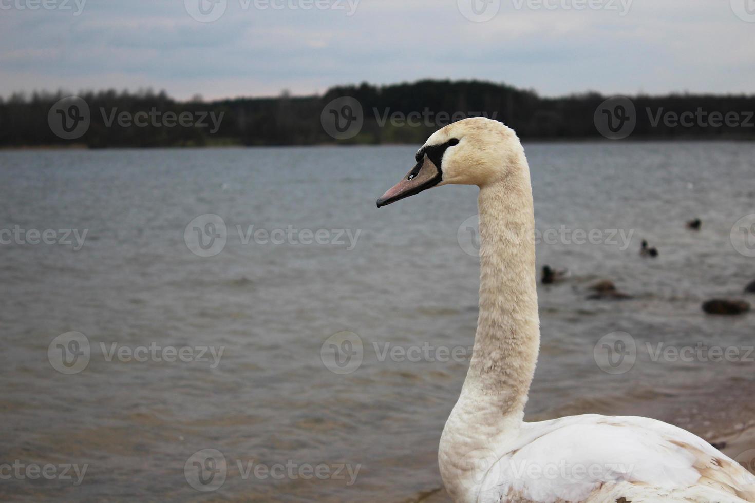 long cou d'un cygne sur la rive d'un réservoir photo