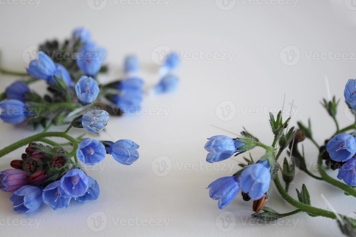 branches de fleurs bleues sur fond blanc photo