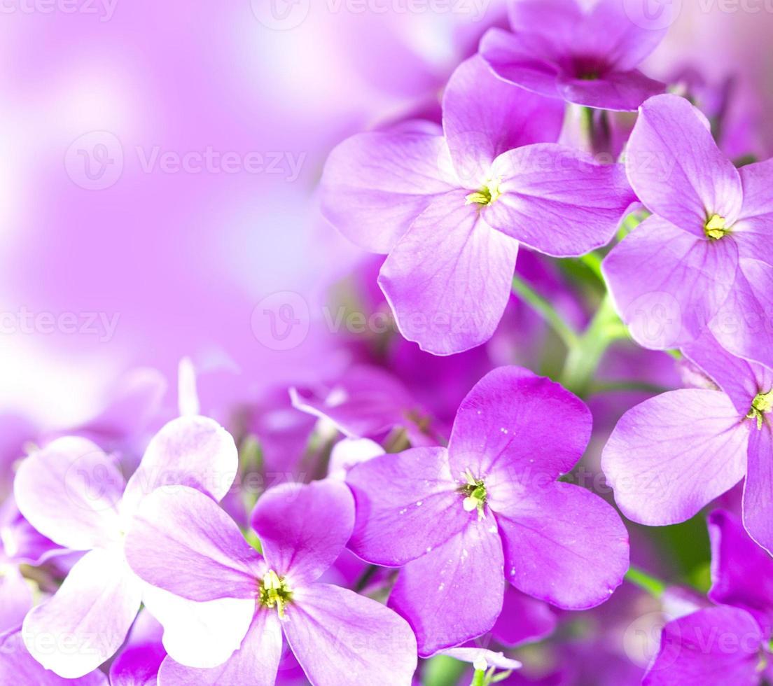 belles fleurs violettes sur fond de bokeh. fleur de printemps photo