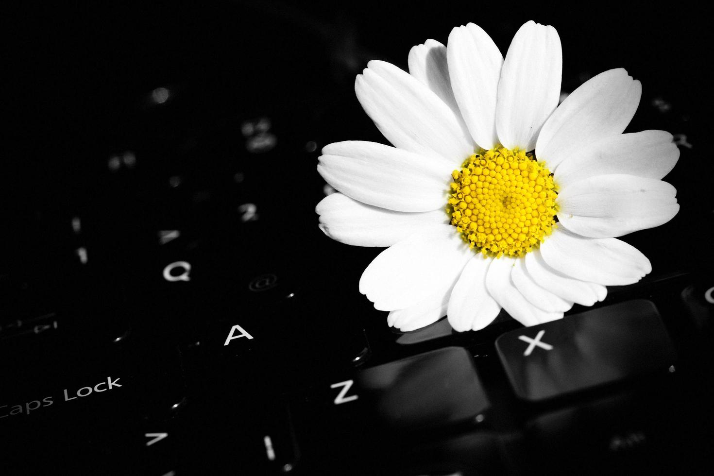 marguerite fleur faune et ordinateur portable photo
