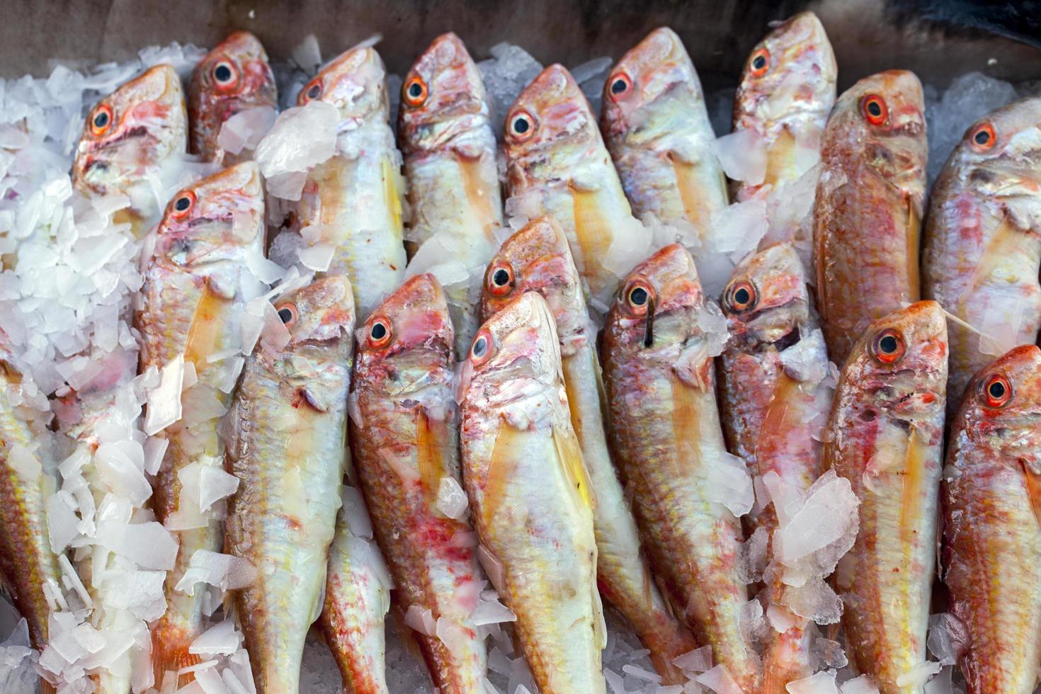 poissons de fruits de mer frais crus sur le marché photo