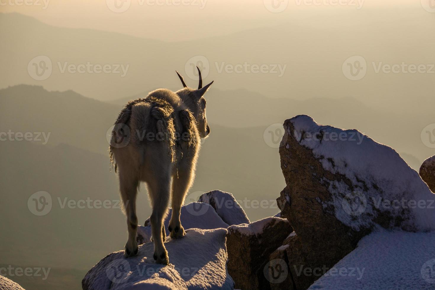 chèvre de montagne sur le pic enneigé photo