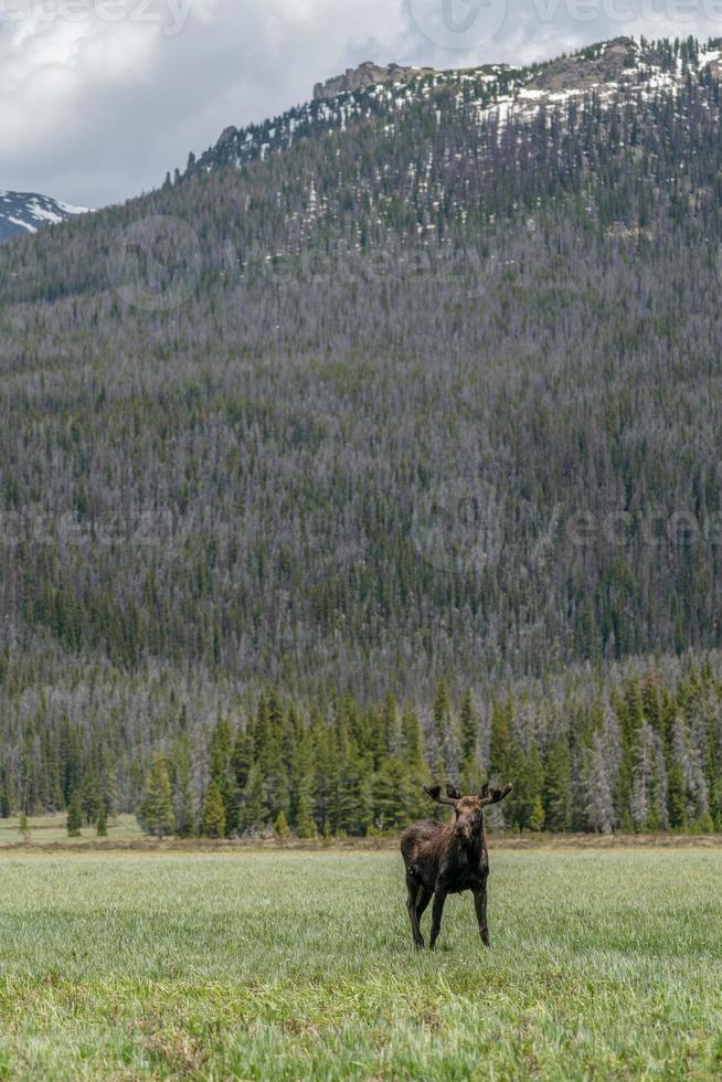 orignal dans le parc national des montagnes rocheuses photo