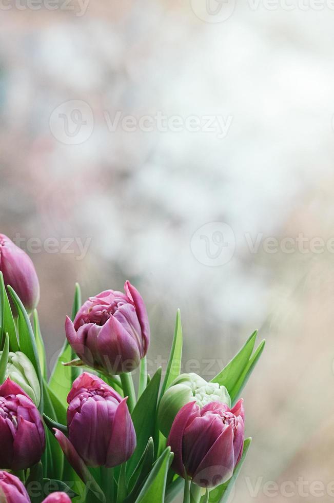 fleurs roses de printemps flou abstrait toile de fond vertical photo