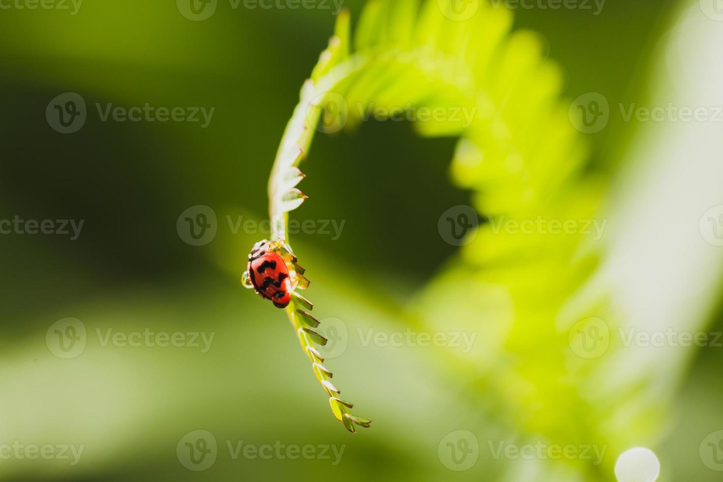 bug sur les feuilles avec espace de copie photo