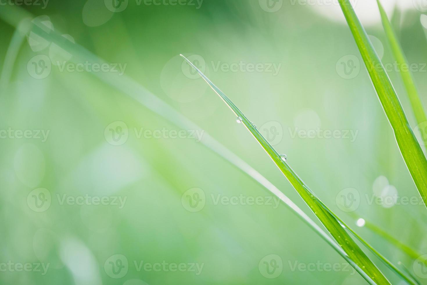 déposer de l'eau sur l'herbe photo