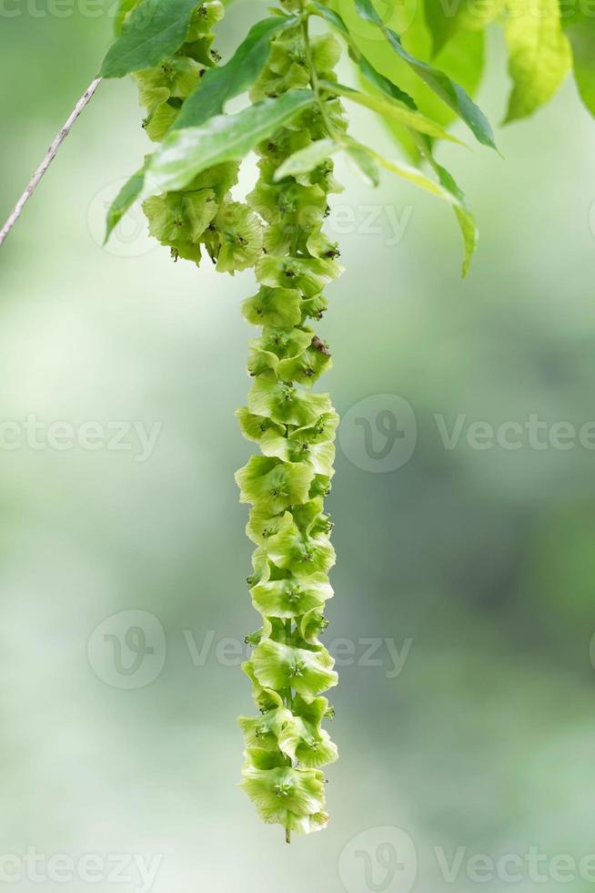 Pterocarya fraxinifolia, fruits de l'aileron du Caucase photo