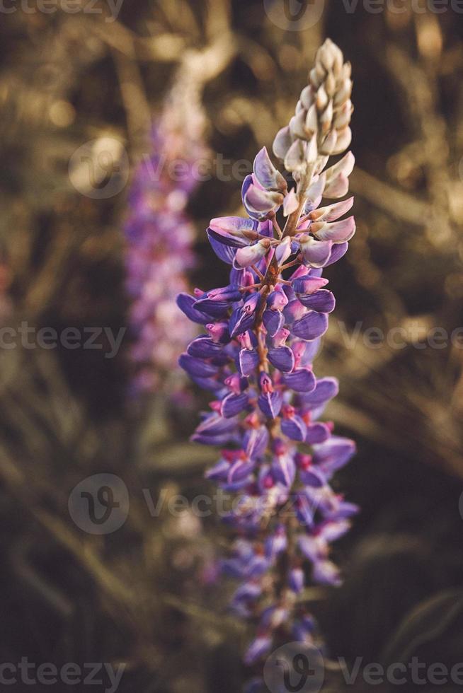 fleur de lupin sur fond de champ vert photo