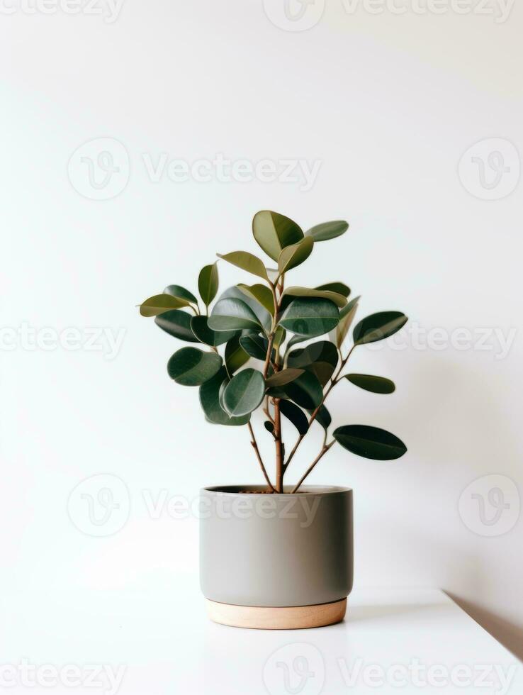 plante dans une pot sur blanc Contexte ai génératif photo