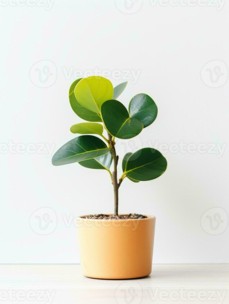 plante dans une pot sur blanc Contexte ai génératif photo