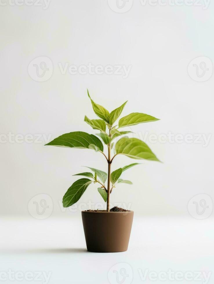 plante dans une pot sur blanc Contexte ai génératif photo