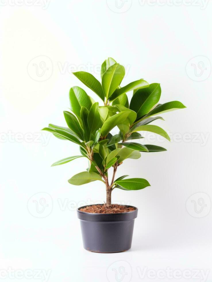 plante dans une pot sur blanc Contexte ai génératif photo