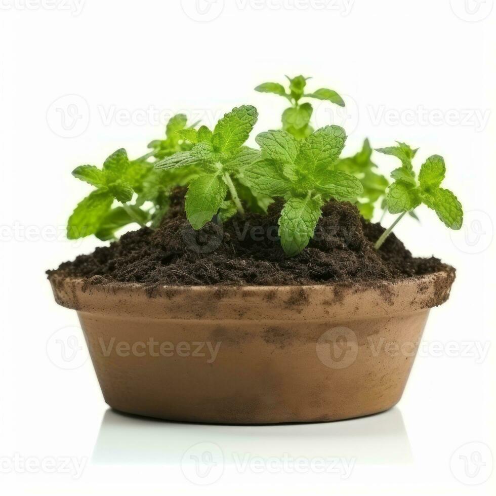 plante dans une pot sur blanc Contexte ai génératif photo