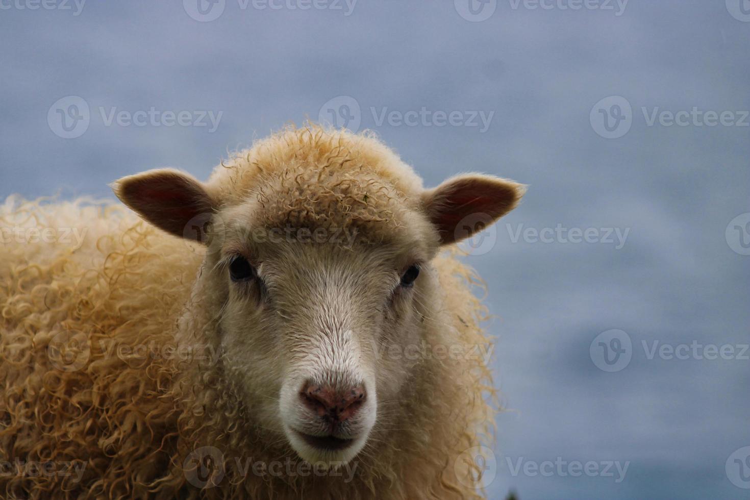 portrait de mouton féroïen photo