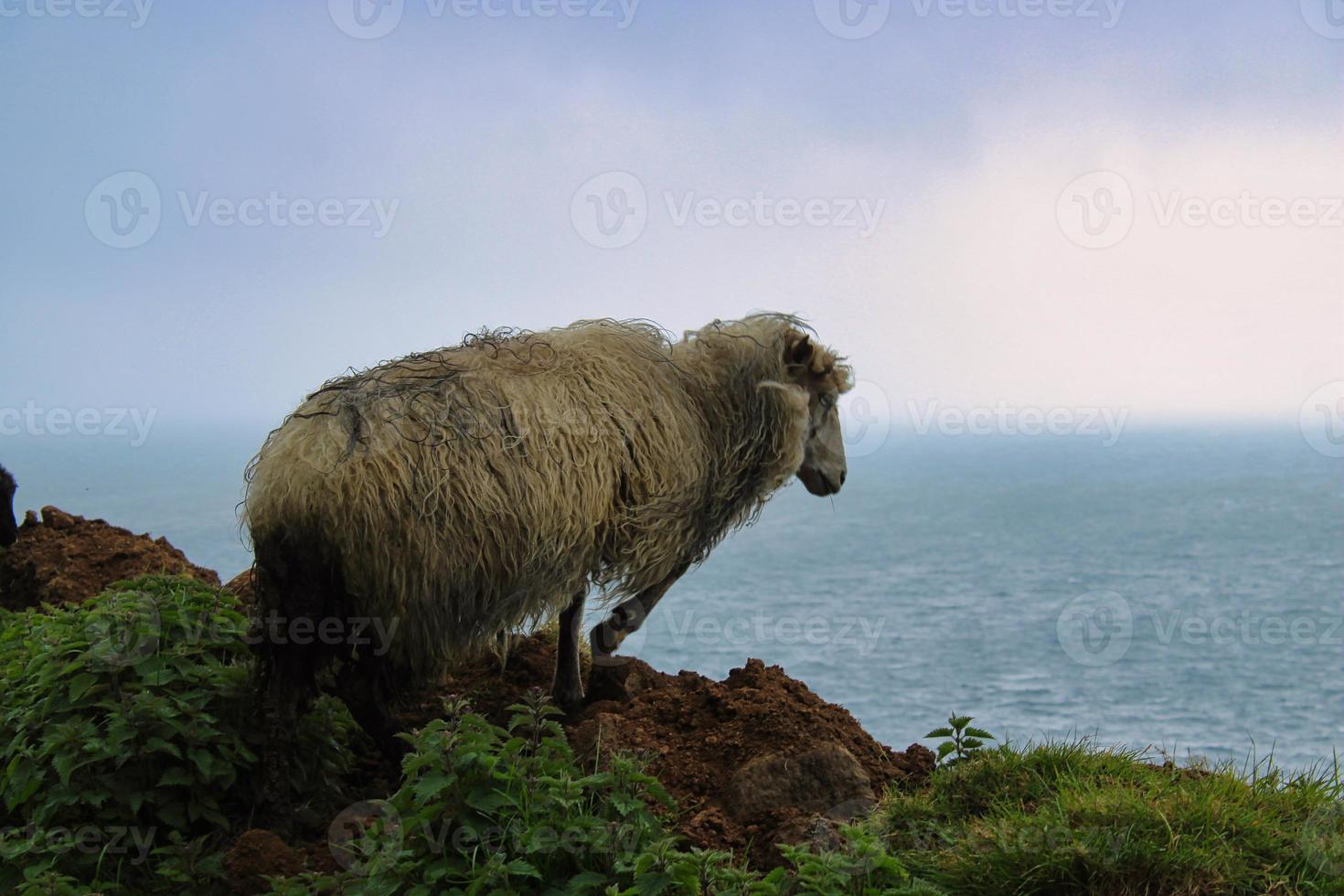 portrait de mouton féroïen photo