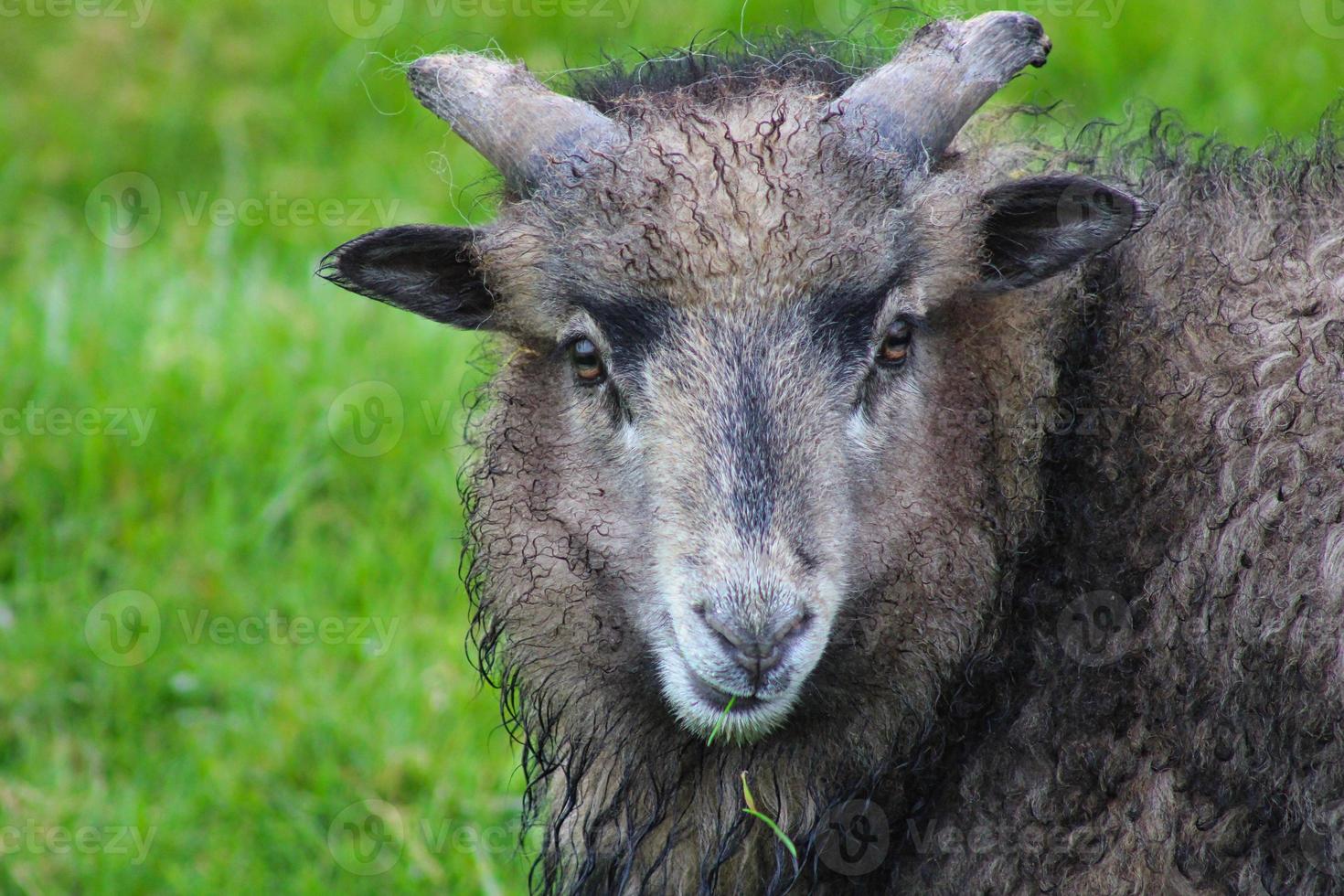 portrait de mouton féroïen photo