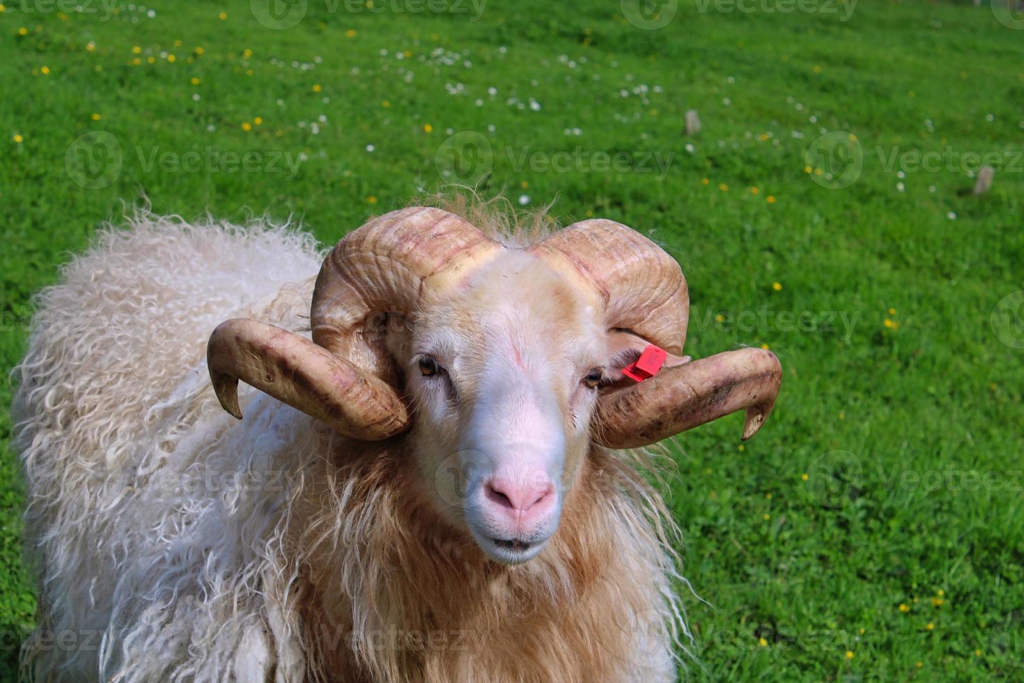 portrait de mouton féroïen photo