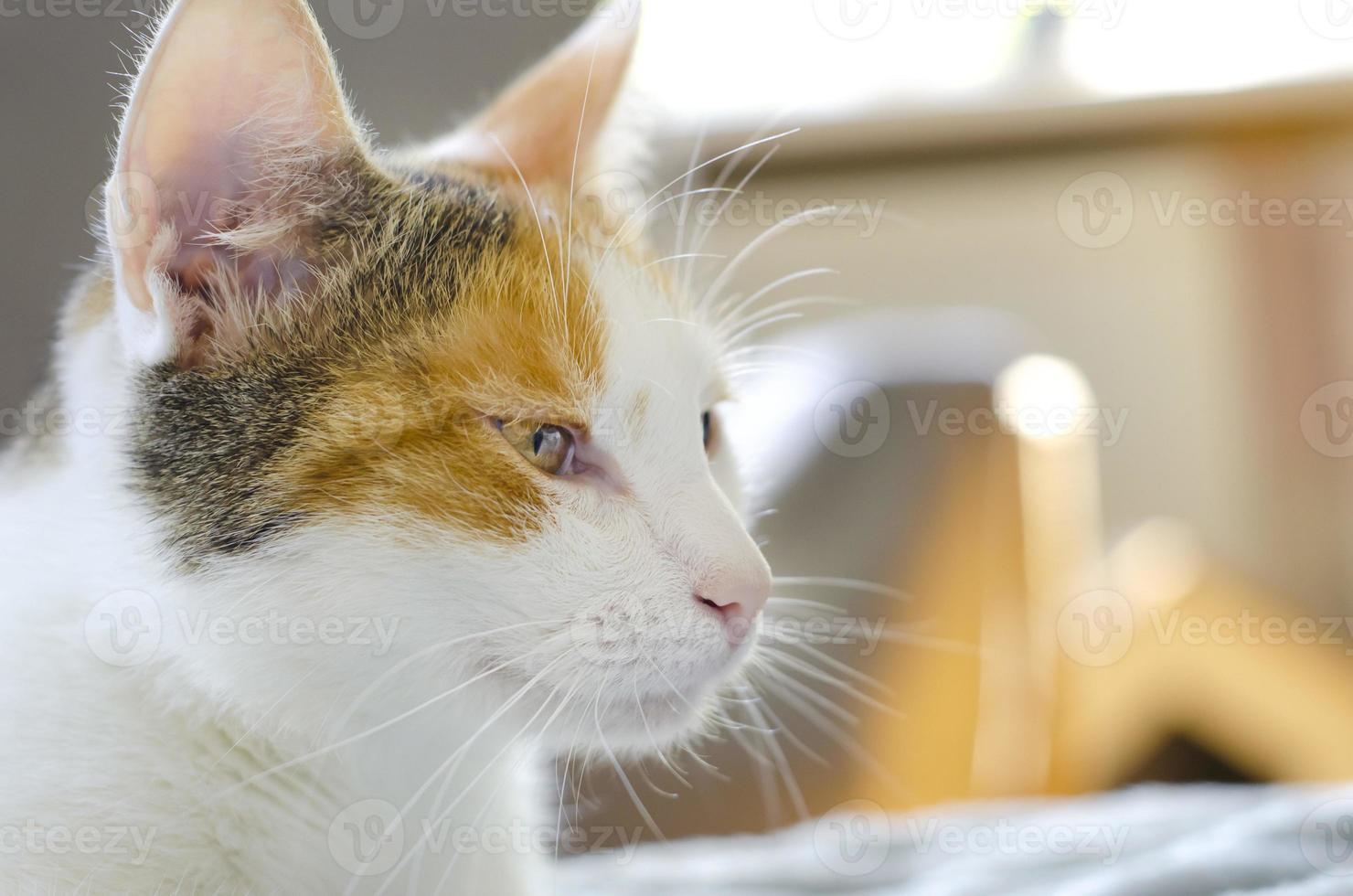 un chat domestique tricolore photo