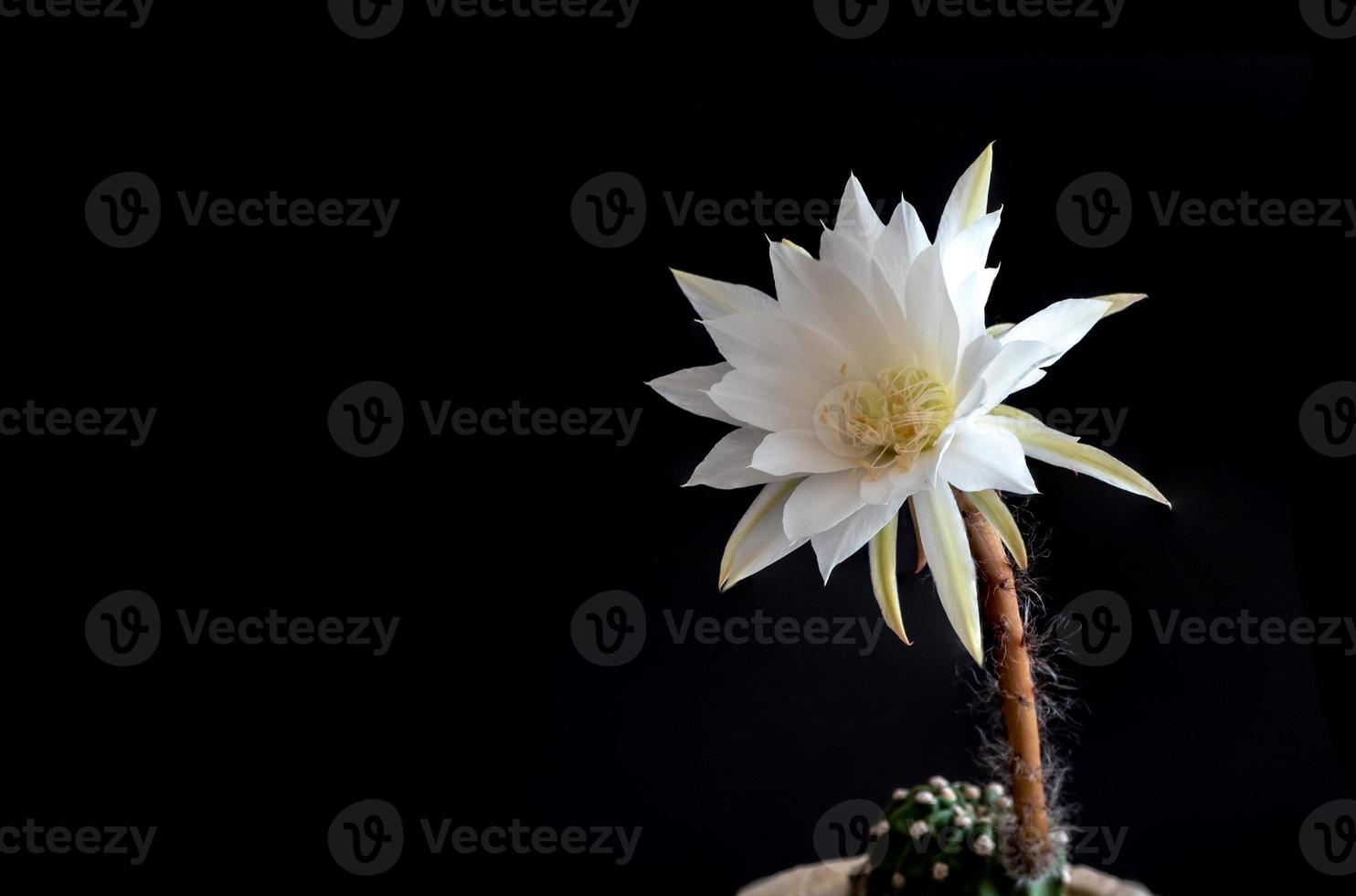 couleur blanche avec duveteux de fleur de cactus sur fond noir photo