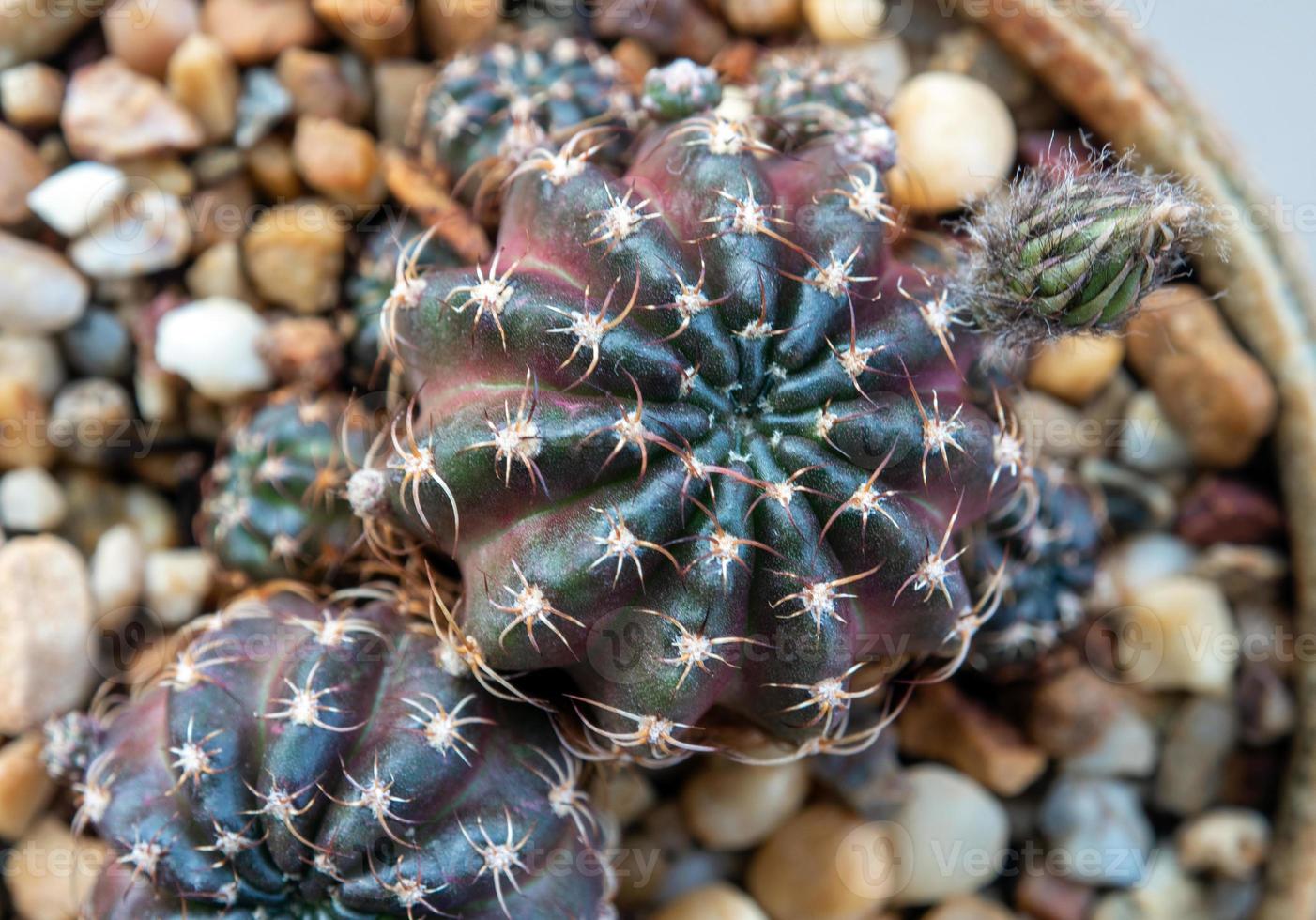 un petit bourgeon de fleur de cactus echinopsis photo