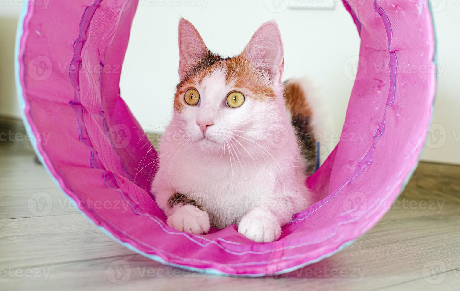 chat tricolore joue dans le tunnel. jeux à la maison avec un animal de compagnie. photo