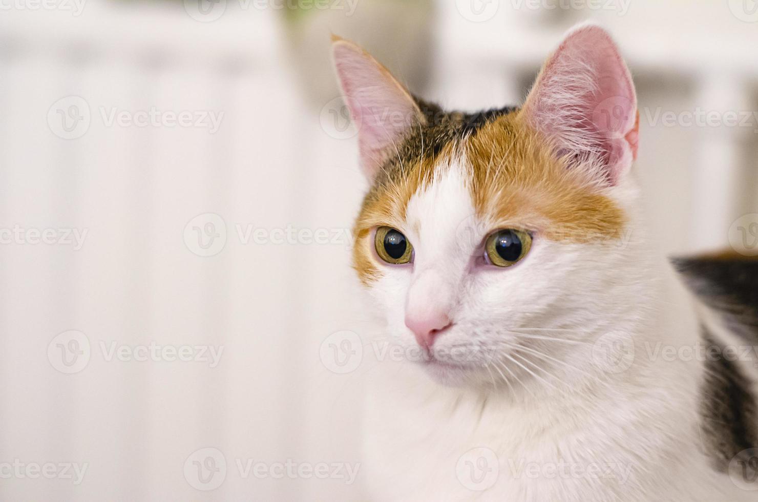 chat tricolore regarde au loin. animal de compagnie. photo