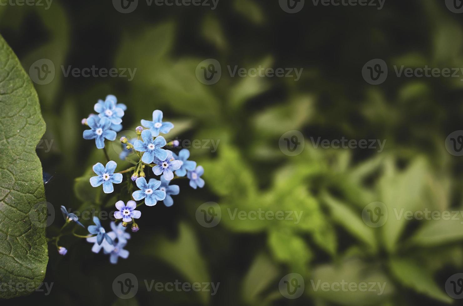 fleur de myosotis. floraison estivale. effet bokeh. fermer. photo