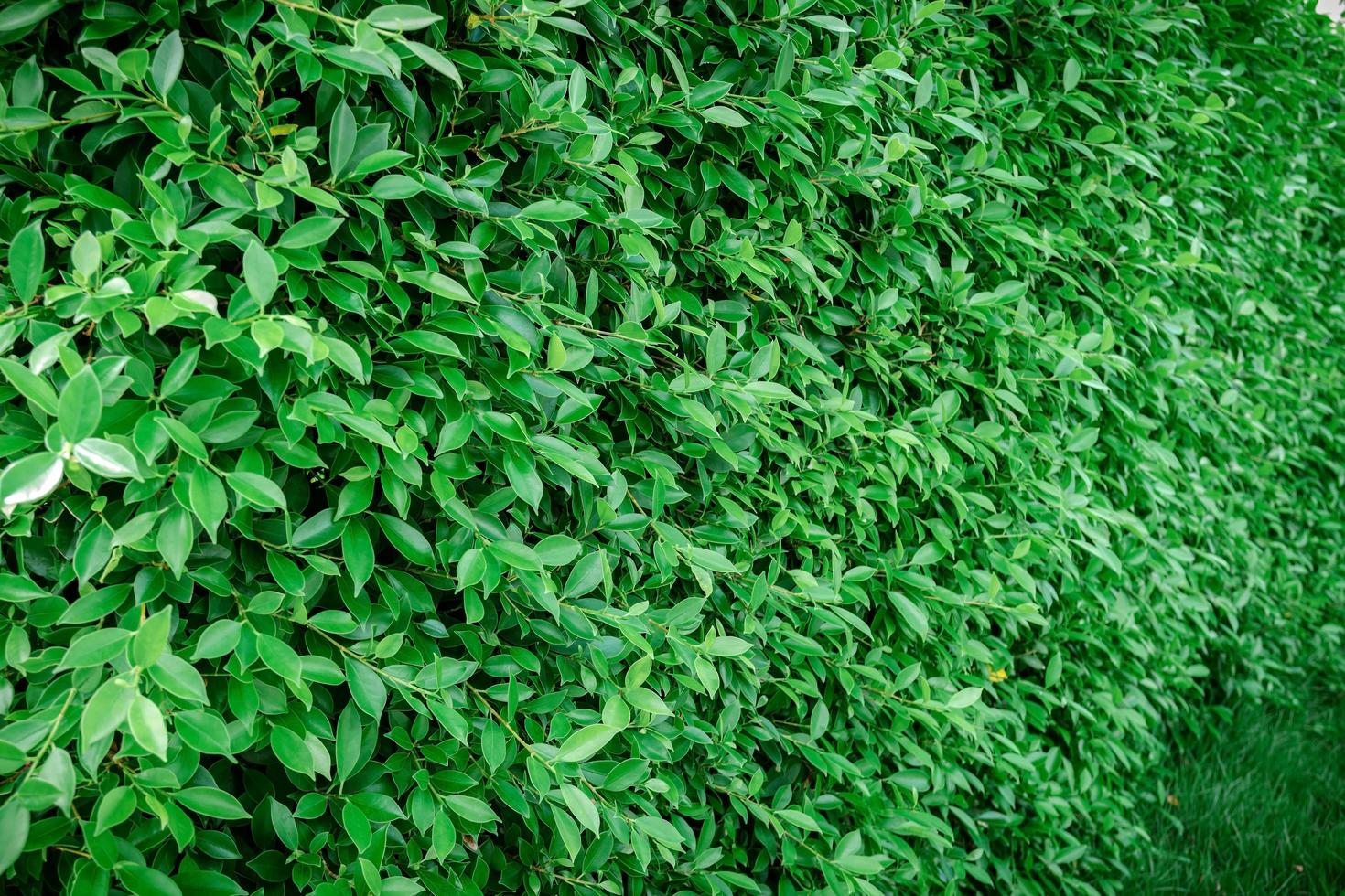 un mur ou une clôture faite de plantes vertes à feuilles. photo