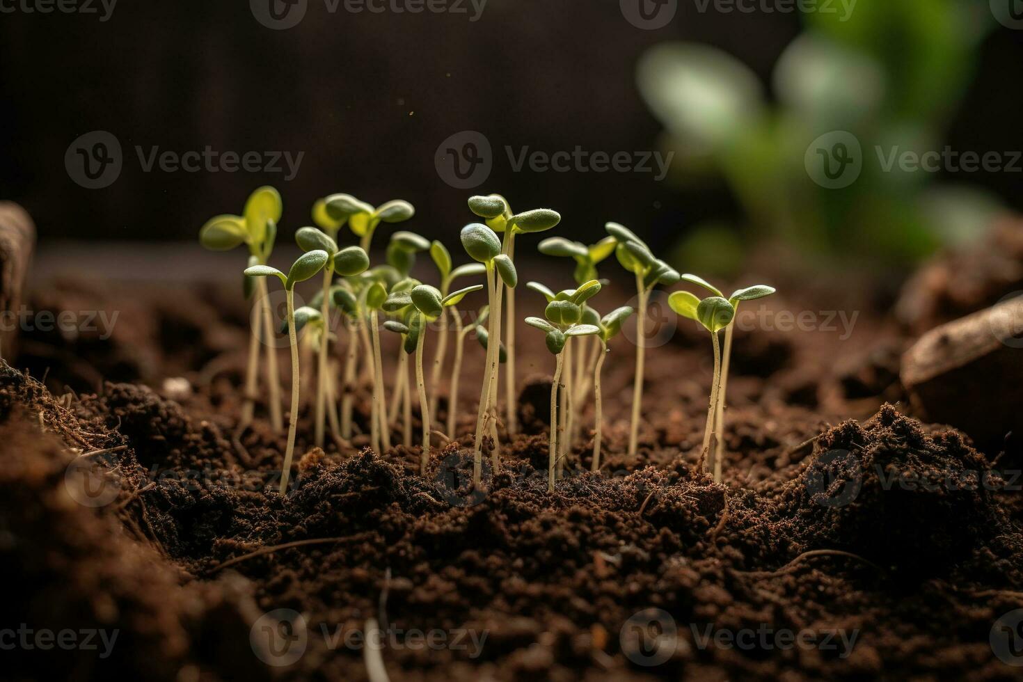 semis croissance dans sol. concept écologie et bio. génératif ai. photo