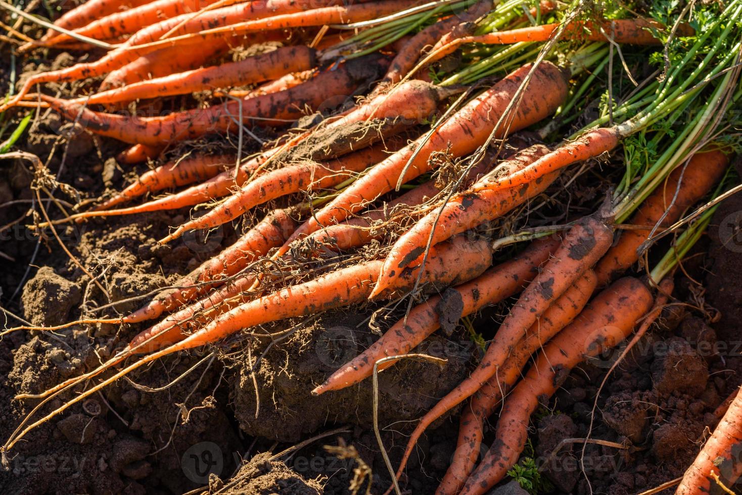 carottes fraîchement récoltées au sol dans le jardin photo